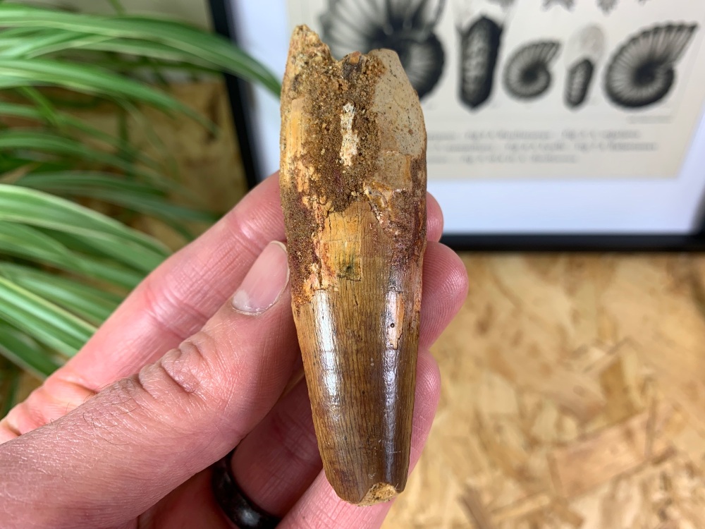 QUALITY Spinosaurus Tooth - 3.5 inch #SP32