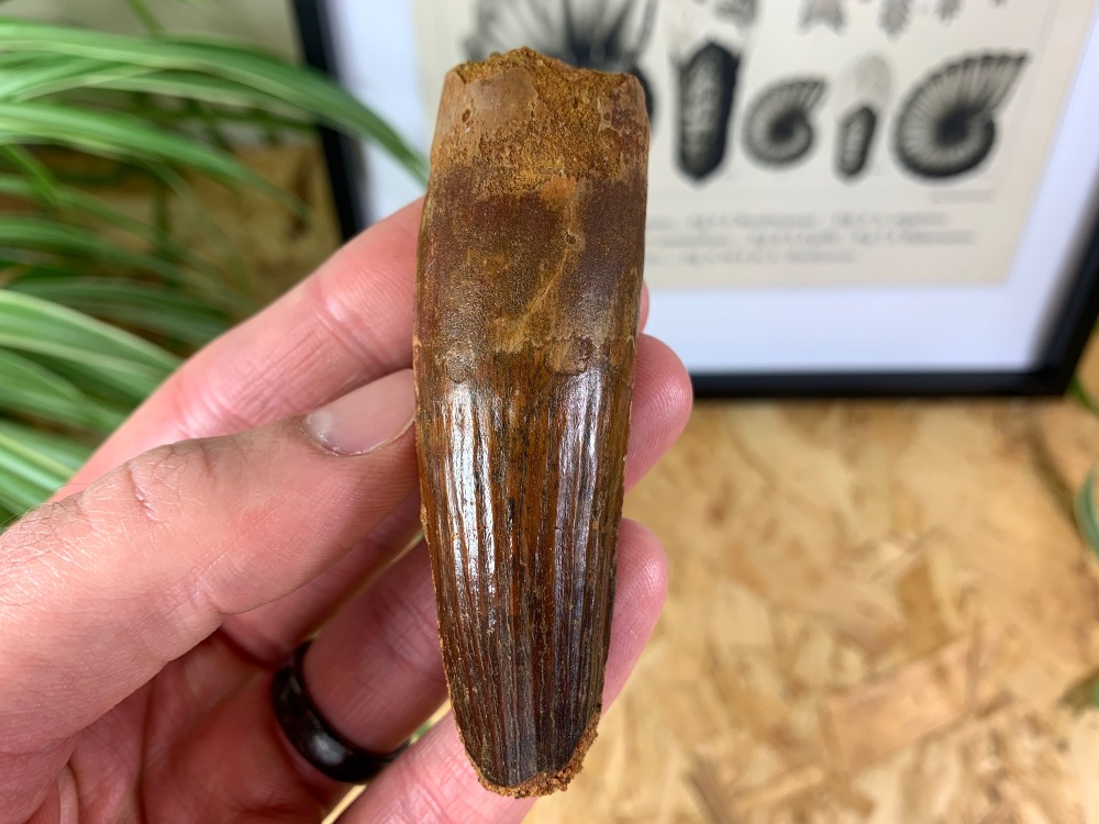 QUALITY Spinosaurus Tooth - 3.31 inch #SP33