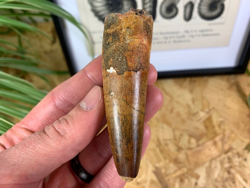 QUALITY Spinosaurus Tooth - 3.47 inch #SP34