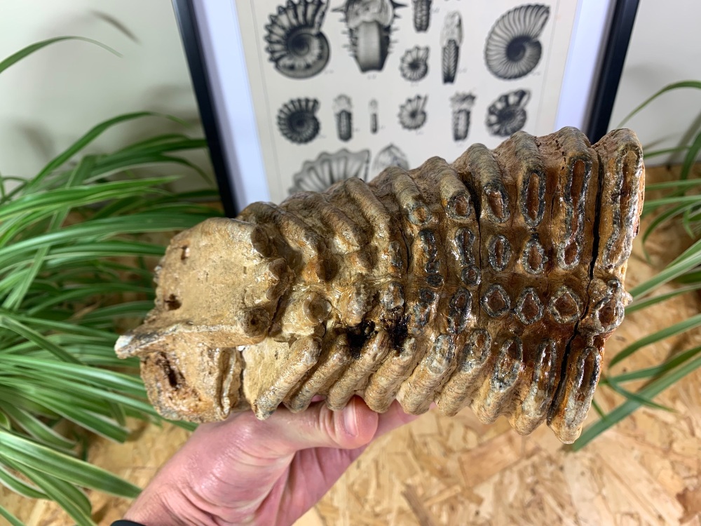 LARGE Woolly Mammoth Tooth #01