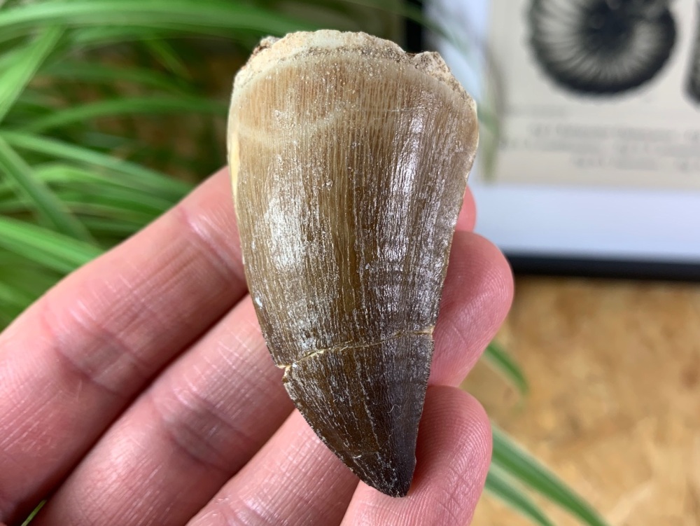 Mosasaur Tooth (2.13 inch) #11