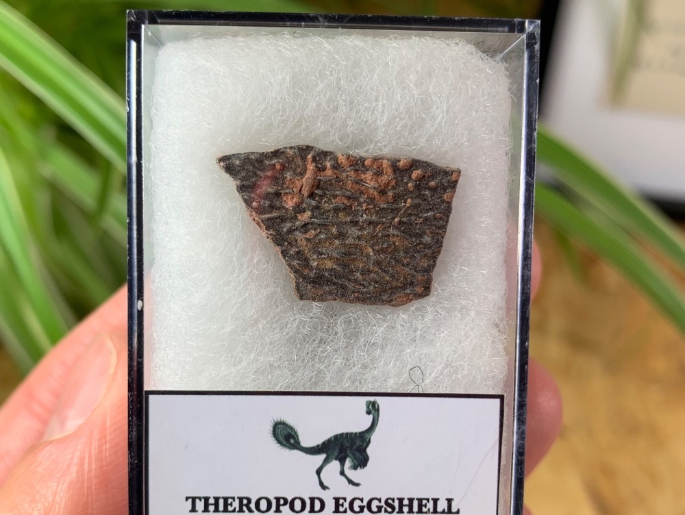 Theropod Dinosaur Eggshell (Henan Province, China) #08