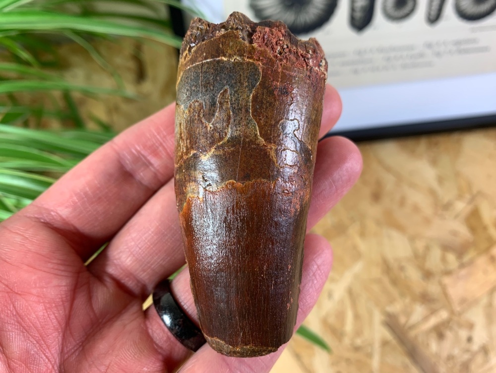 QUALITY Spinosaurus Tooth - 3.06 inch #SP38