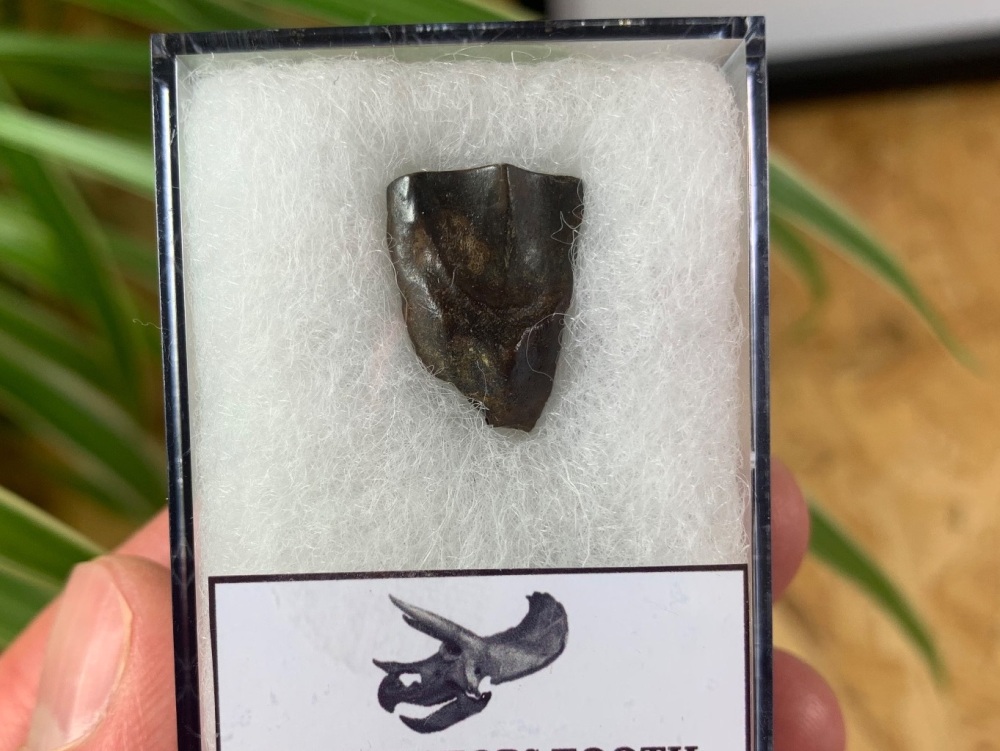 Triceratops Tooth #21