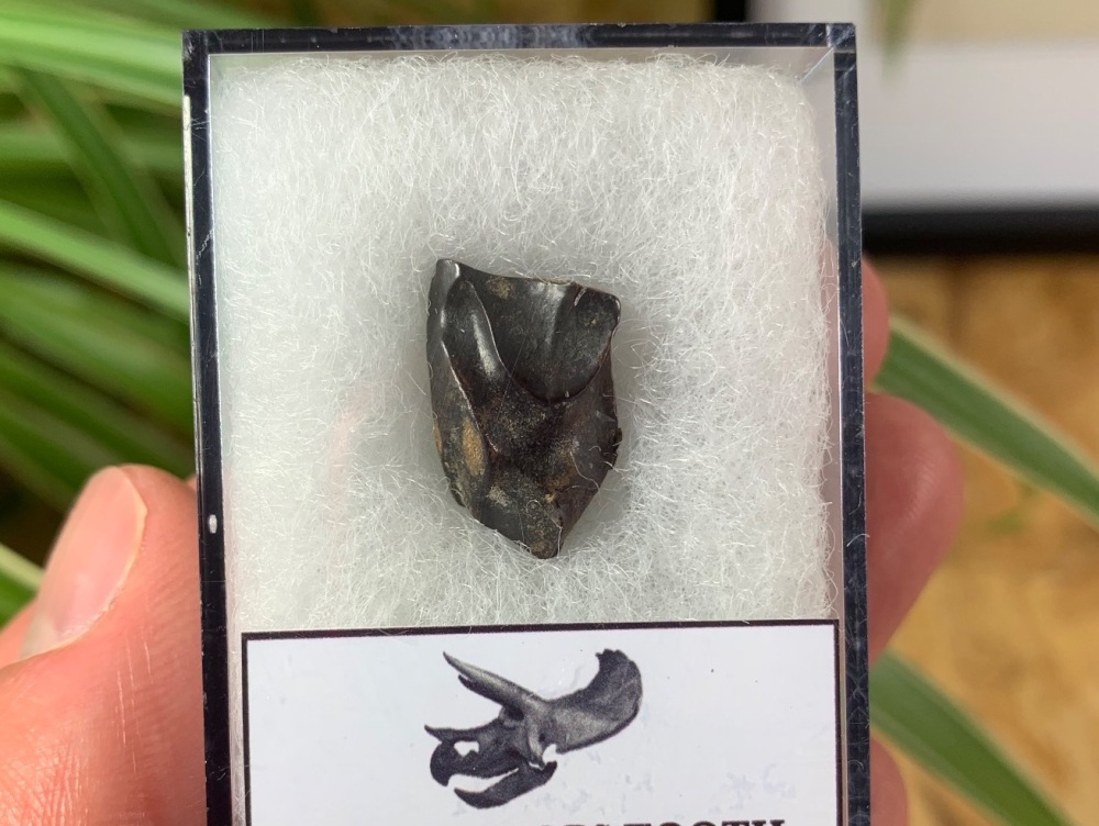 Triceratops Tooth #22