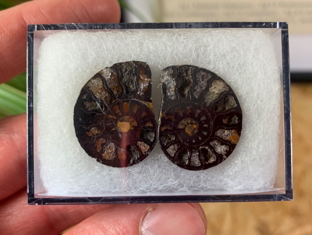 Cut & Polished Haematite Ammonite #06