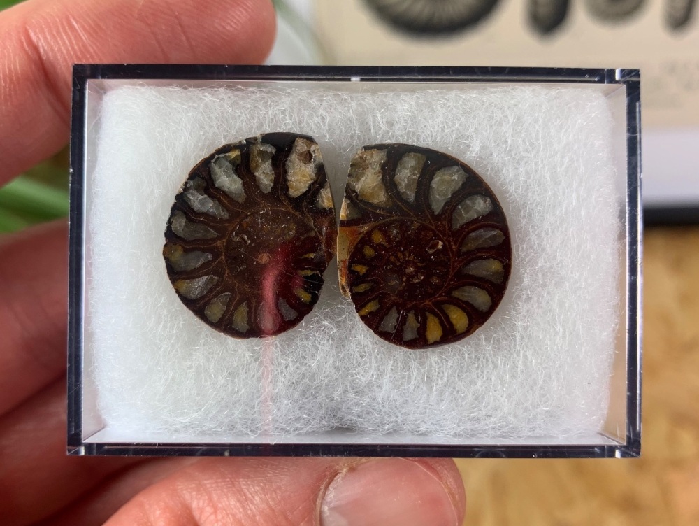 Cut & Polished Haematite Ammonite #09
