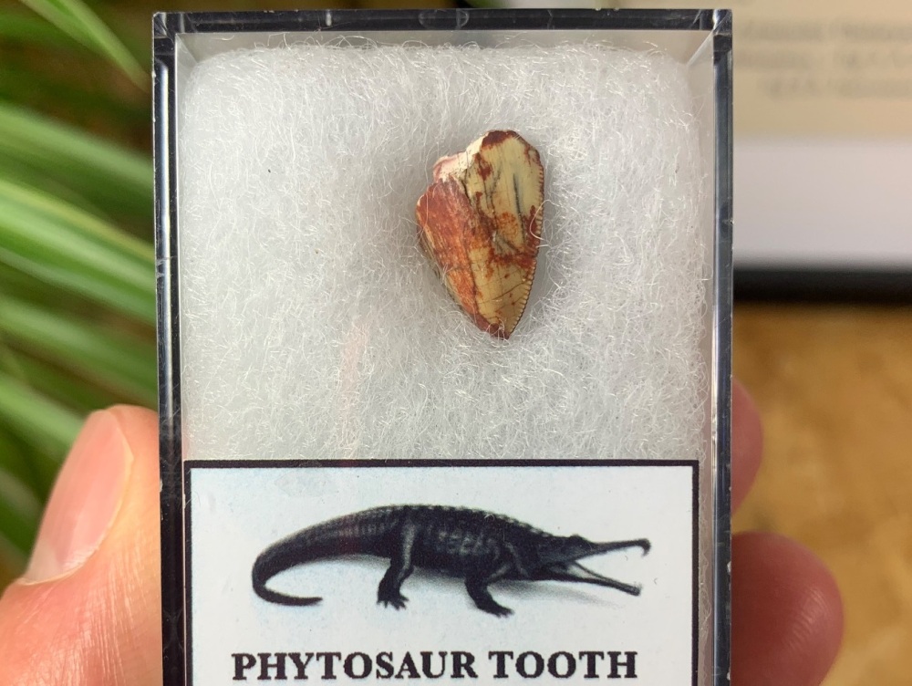 Phytosaur Tooth #01