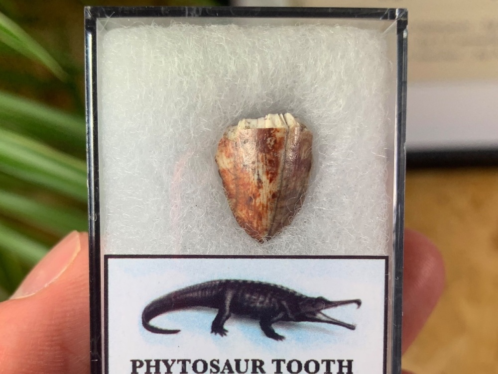 Phytosaur Tooth #05