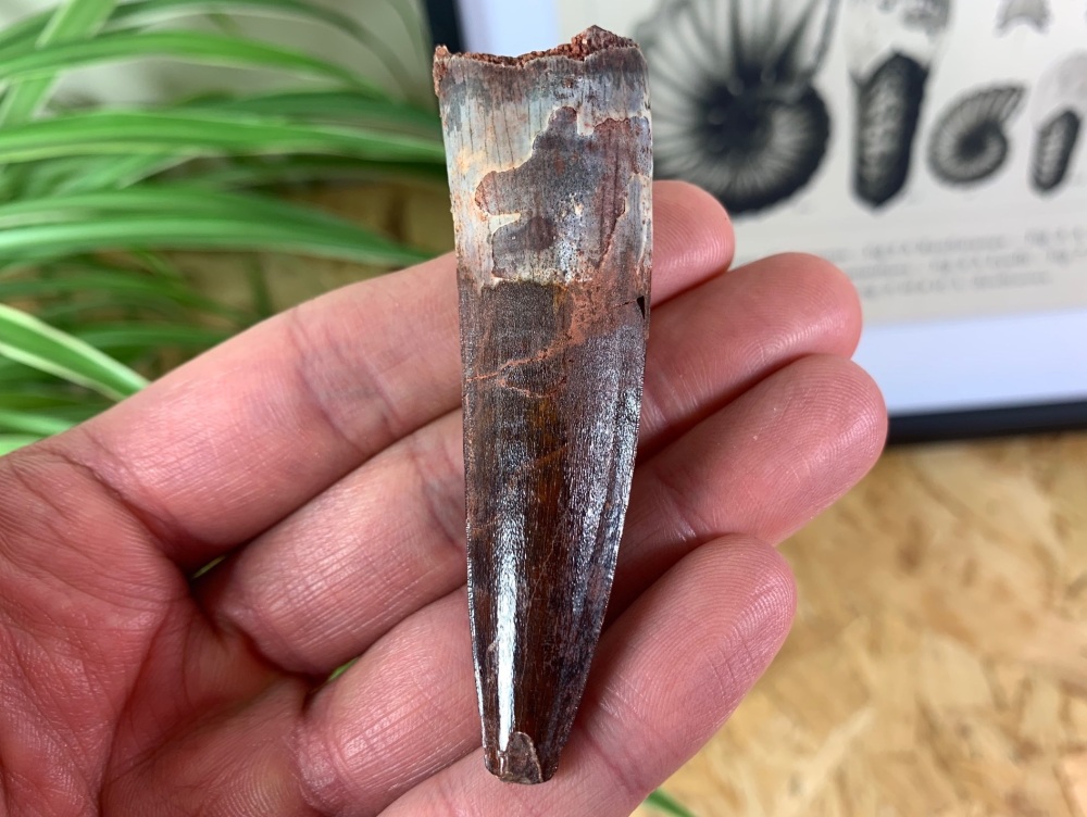 QUALITY Spinosaurus Tooth - 2.94 inch #SP43
