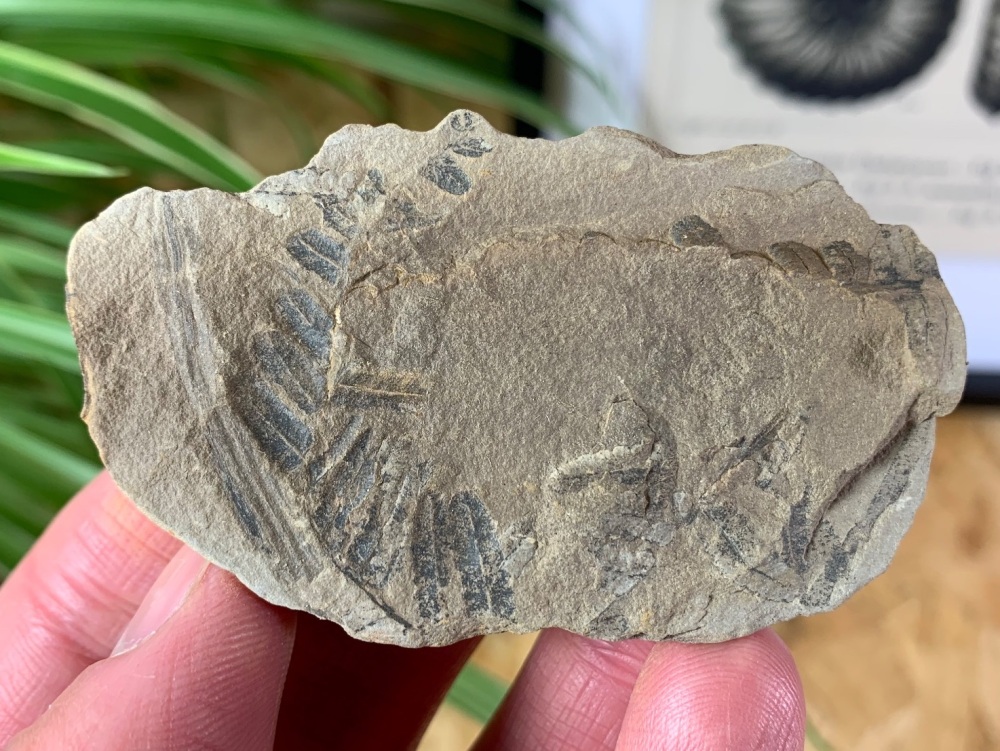 Fossil Leaves - Mazon Creek #03