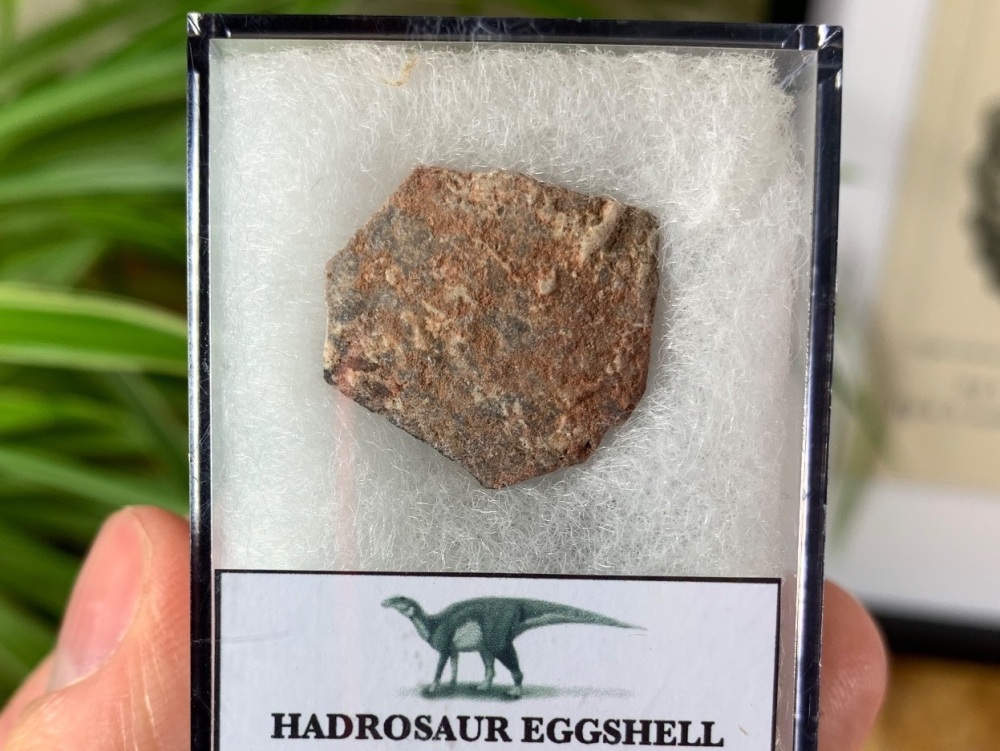 Hadrosaur Dinosaur Eggshell (Henan Province, China) #01
