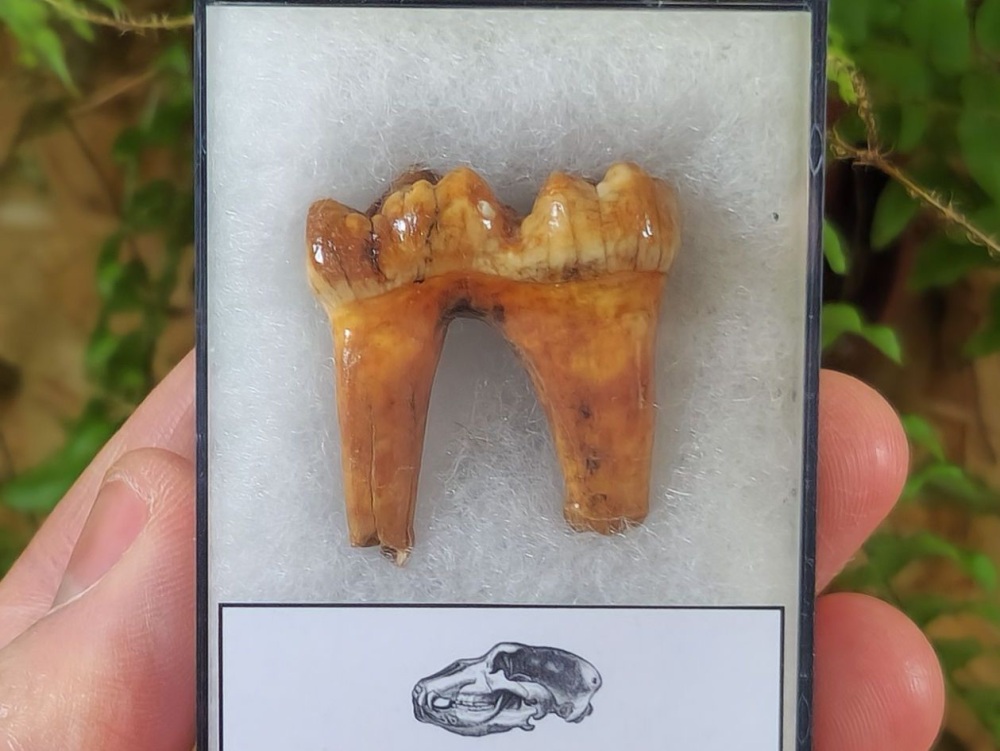 Ursus spelaeus Cave Bear Tooth (molar) #2