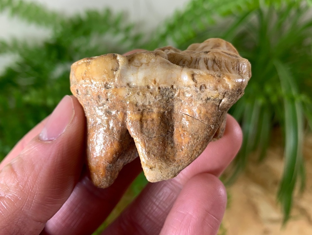 Ursus spelaeus Cave Bear Tooth (molar) #09