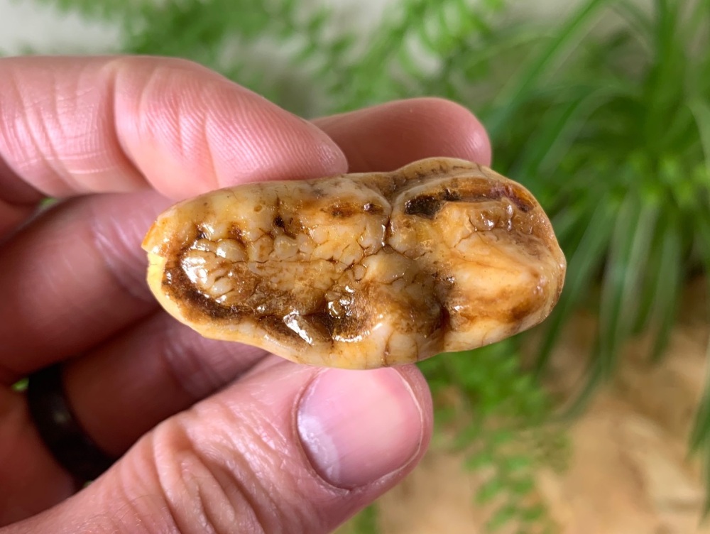 Ursus spelaeus Cave Bear Tooth (molar) #10