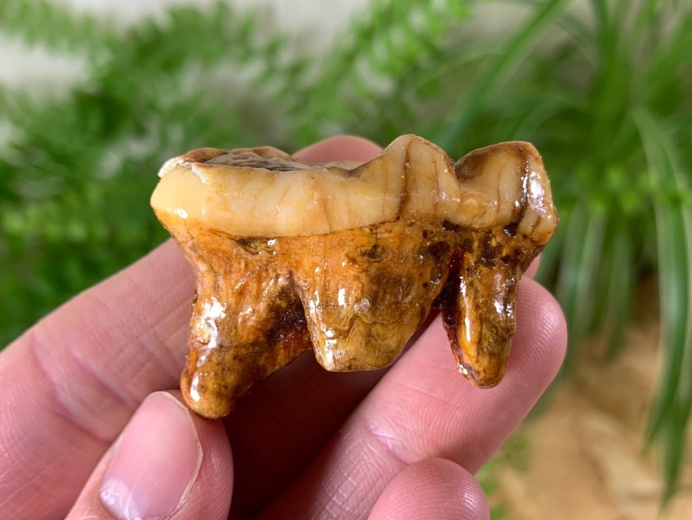 Ursus spelaeus Cave Bear Tooth (molar) #10