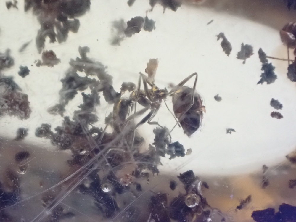Dominican Amber Inclusion #14 (Ant Inclusions)