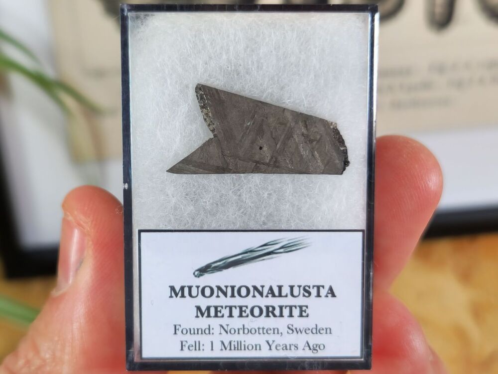Muonionalusta Meteorite Slice #04
