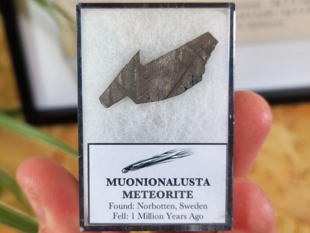 Muonionalusta Meteorite Slice #07