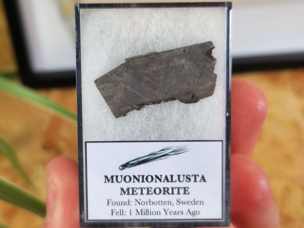 Muonionalusta Meteorite Slice #08