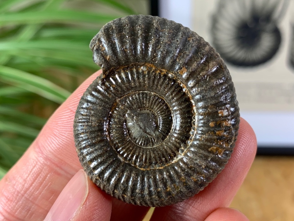 Dactylioceras commune Ammonite - 4cm #01