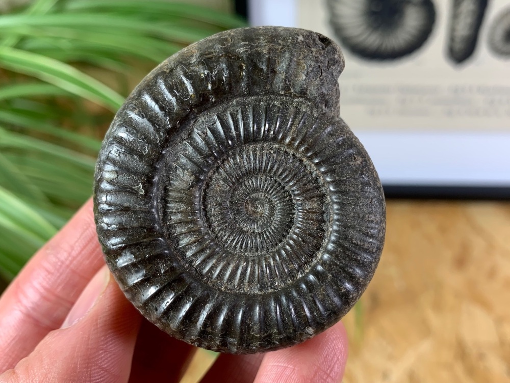 Dactylioceras commune Ammonite - 5.4cm #02