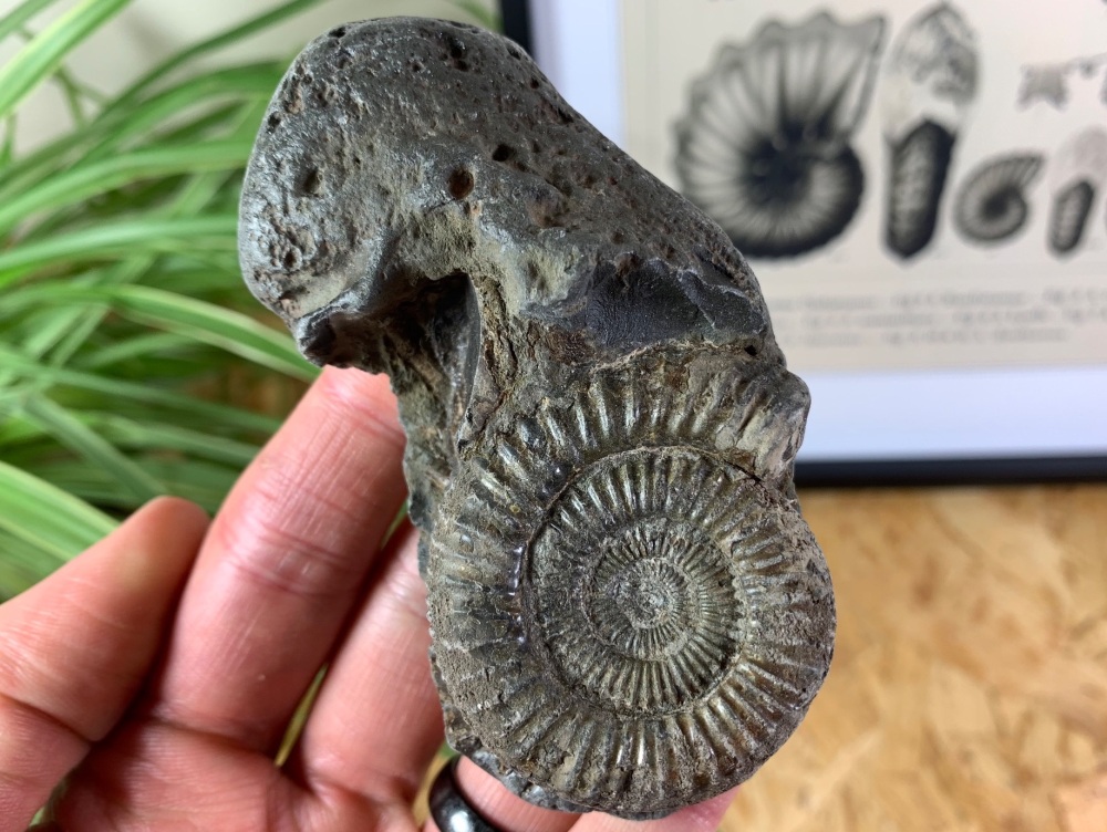 Dactylioceras commune Ammonite - 4.9cm #03