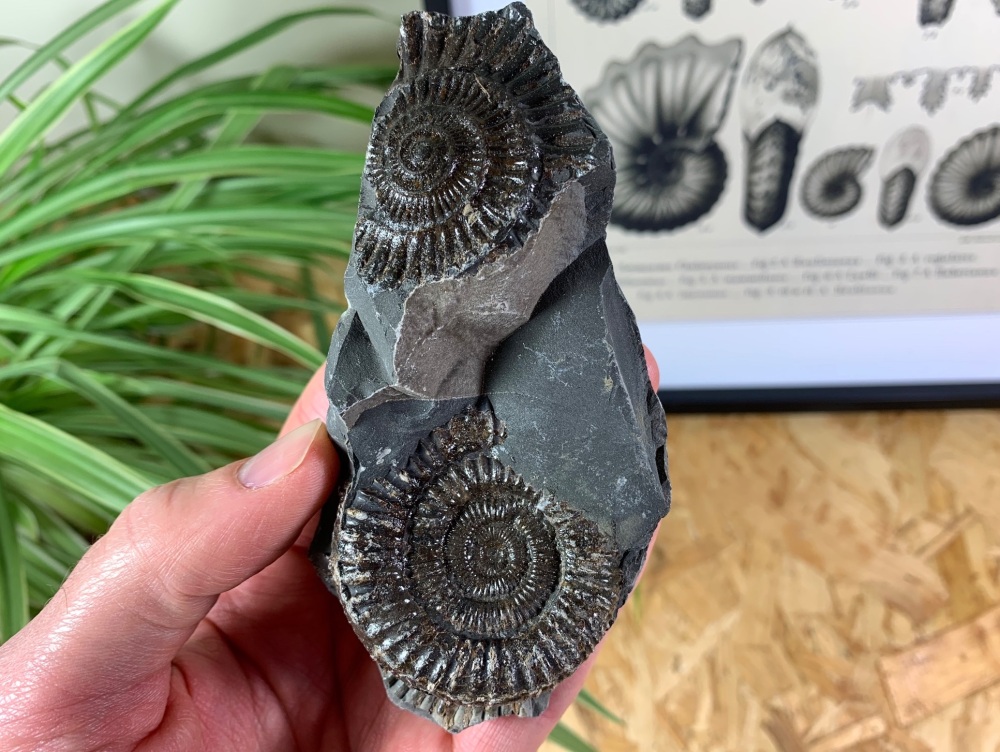 Dactylioceras commune Ammonite - 4.3cm #04