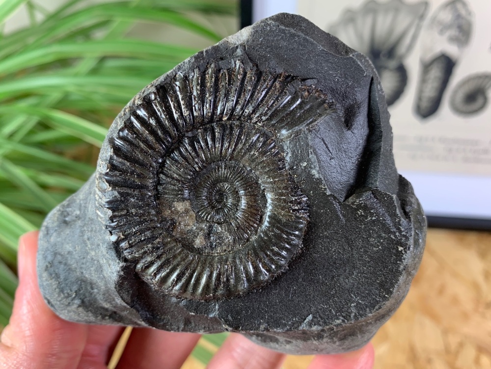 Dactylioceras commune Ammonite - 5cm #06