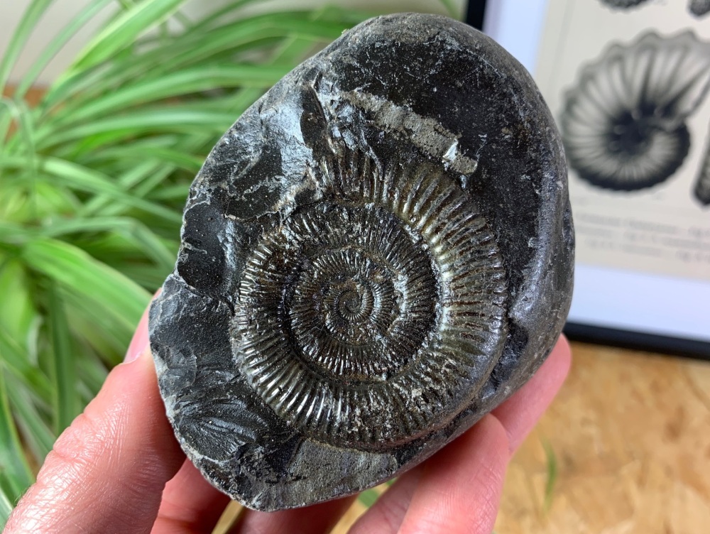 Dactylioceras commune Ammonite - 4.7cm #07