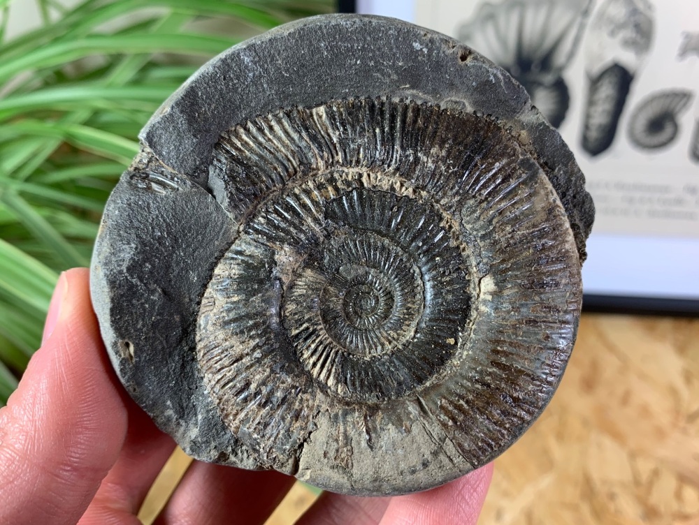 Dactylioceras tenuicostatum Ammonite - 6.6cm #08