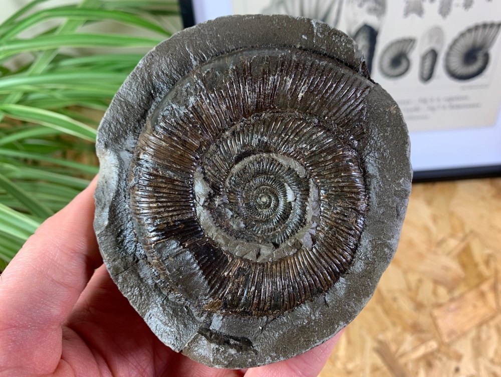 Dactylioceras tenuicostatum Ammonite - 8cm #09