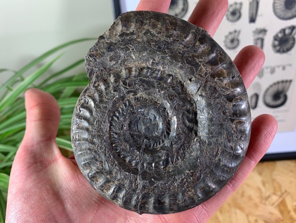 Hildoceras Ammonite - 10.3cm #10