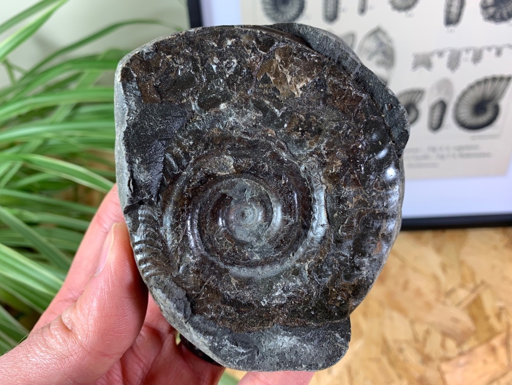 Hildoceras Ammonite - 8.8cm #11