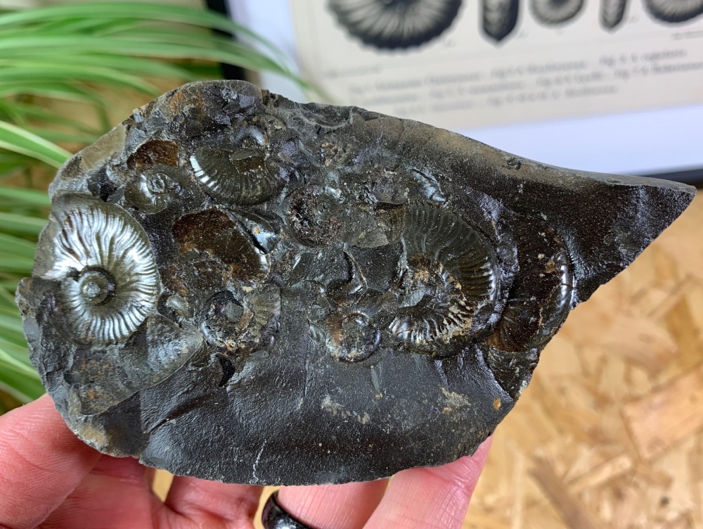 Eleganticeras Ammonites #12