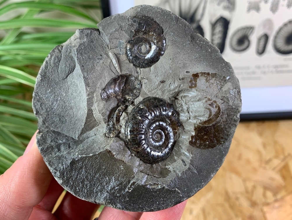 Amaltheus Ammonites #13