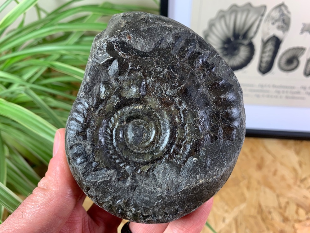 Hildoceras Ammonite - 9.5cm #14