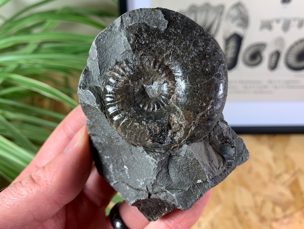 Amaltheus Ammonite - 4.9cm #15