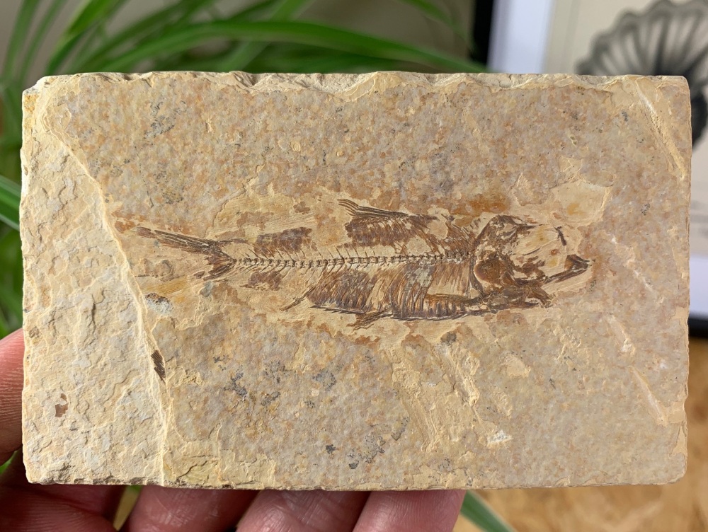 Fossil Fish, Green River Formation #08