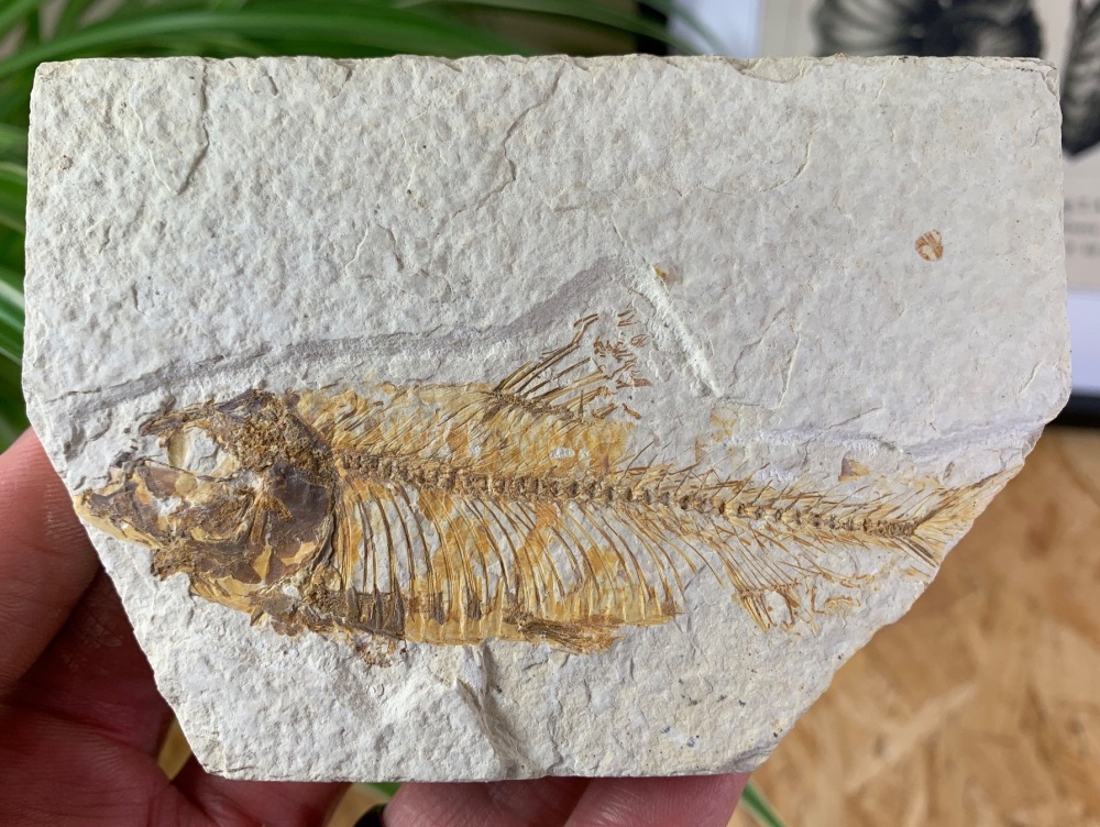 Fossil Fish, Green River Formation #09