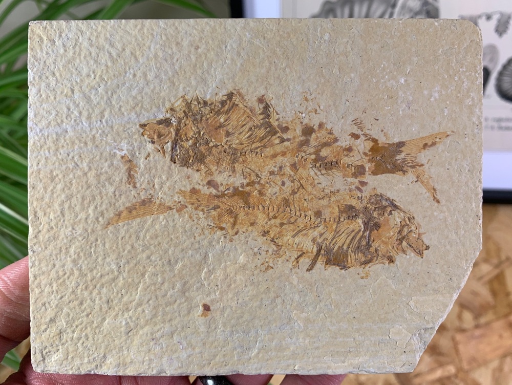 Fossil Fish, Green River Formation #11