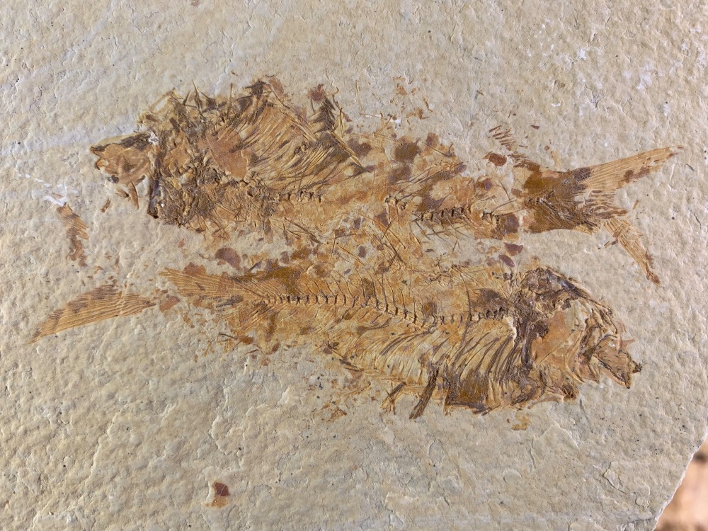 Fossil Fish, Green River Formation #11