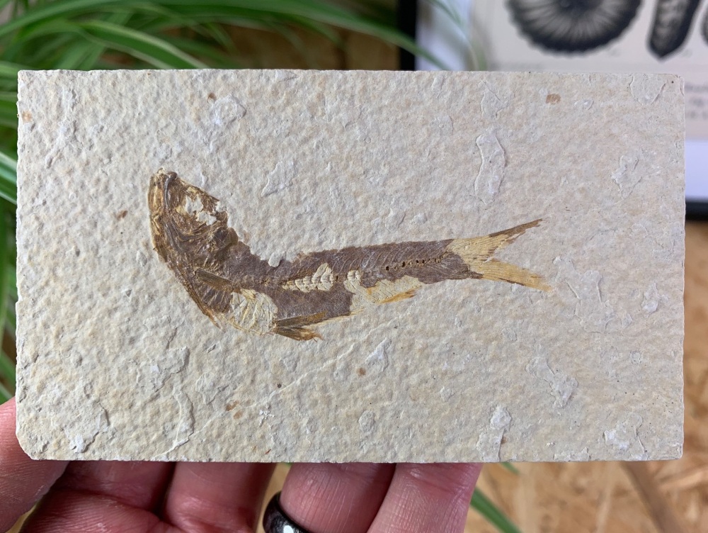 Fossil Fish, Green River Formation #13