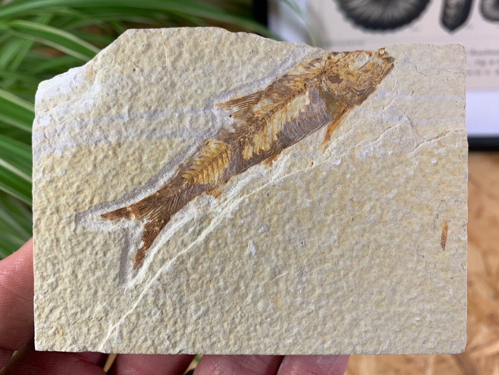 Fossil Fish, Green River Formation #15