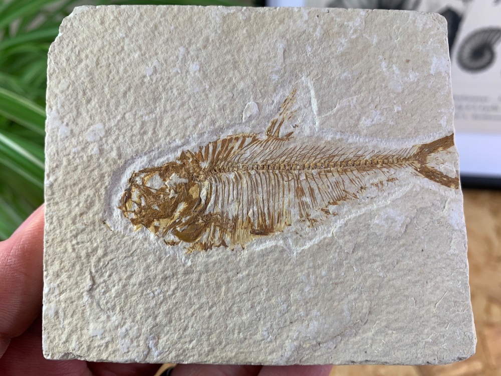 Fossil Fish, Green River Formation #17