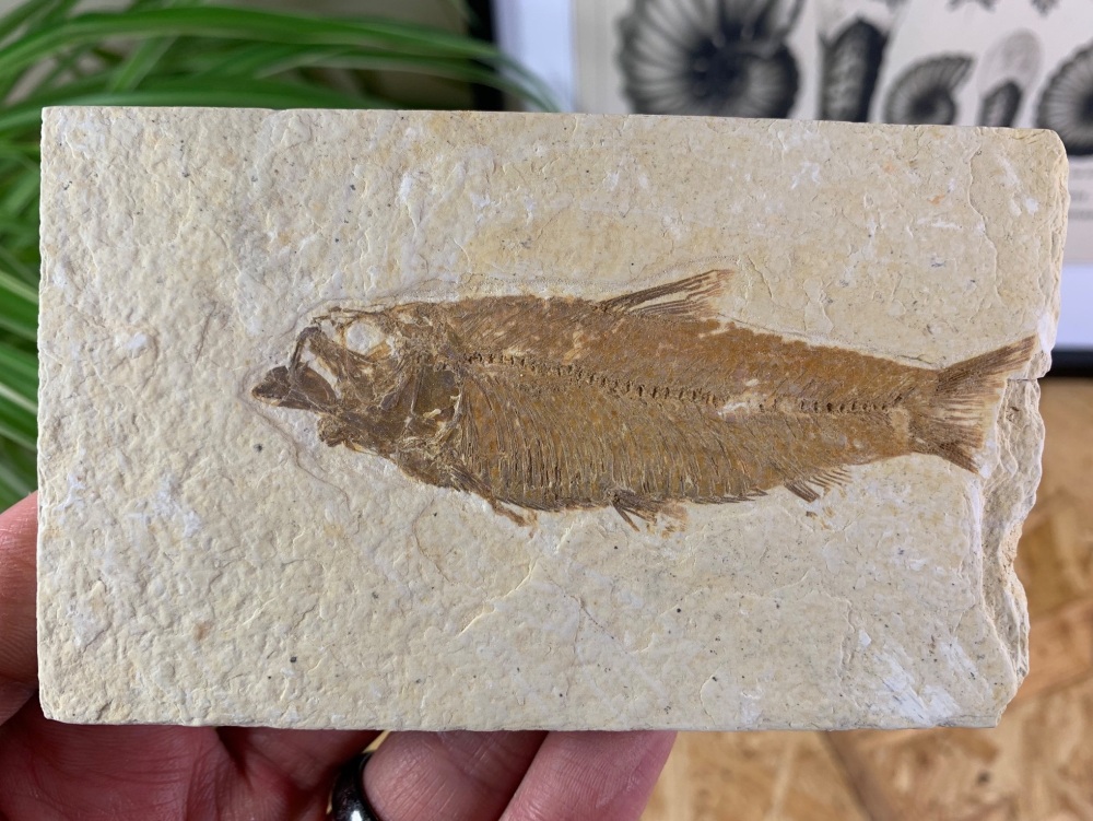 Fossil Fish, Green River Formation #18