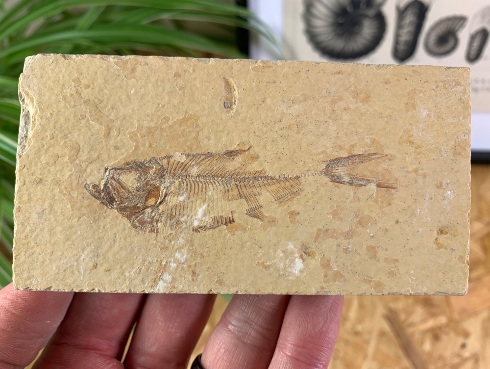 Fossil Fish, Green River Formation #19