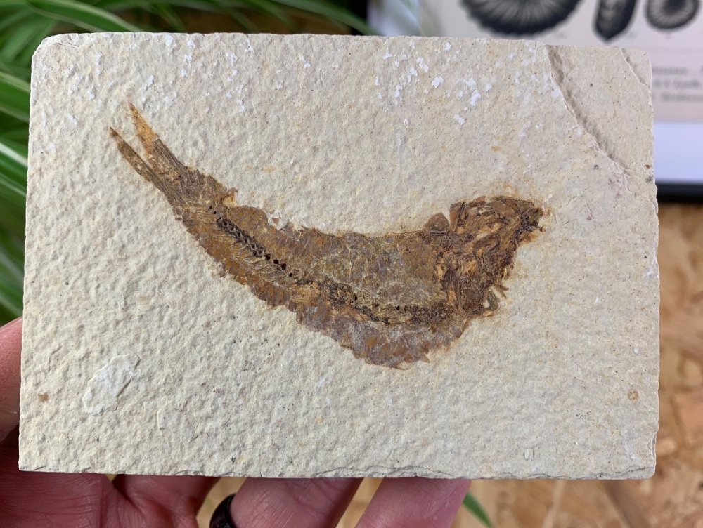Fossil Fish, Green River Formation #20
