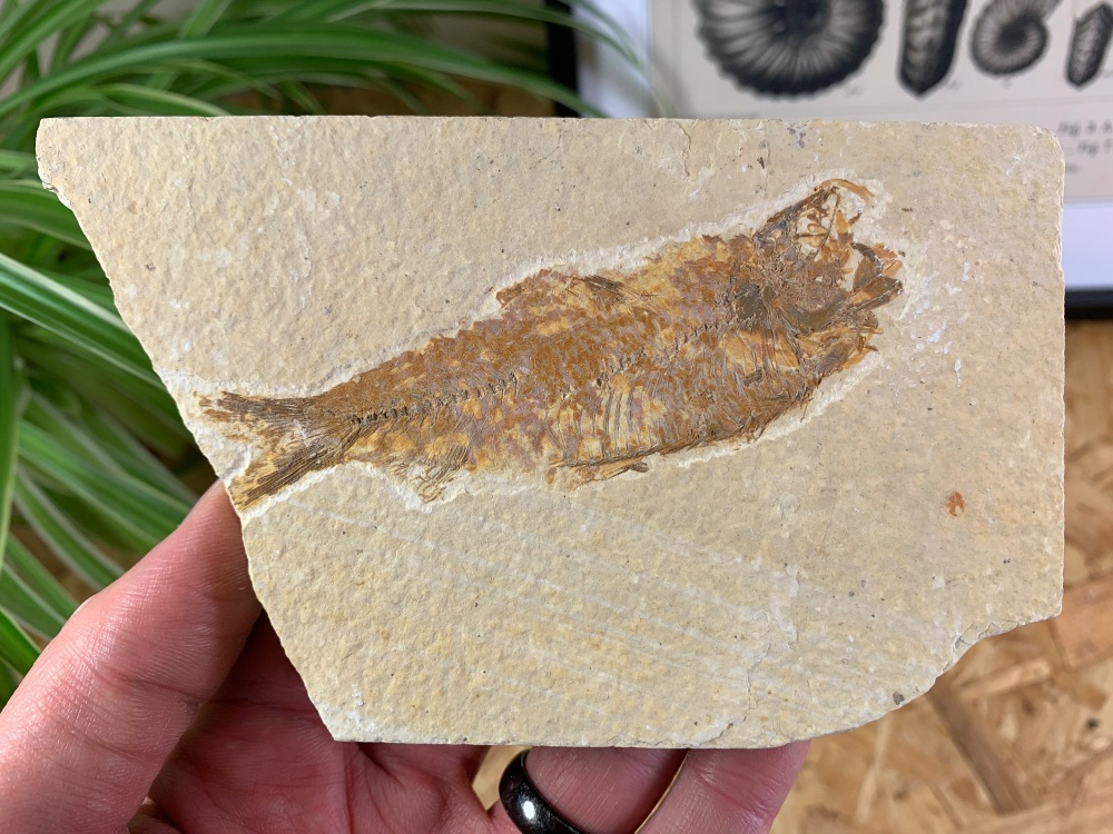 Fossil Fish, Green River Formation #23