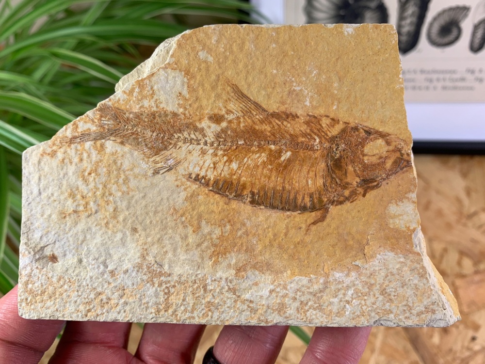 Fossil Fish, Green River Formation #24